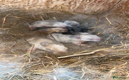 Mini Lop rabbits for sale: Mini lop baby bunnies  - Image 1
