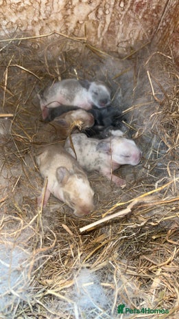 Mini Lop rabbits - Advert 1