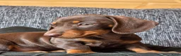 Miniature Dachshund dogs for sale: READY NOW KC GIRL - Advert 4