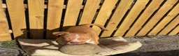 Mixed Breed dogs for sale: Beautiful Male For Sale  - Advert 2