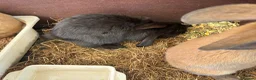 Continental Giant rabbits for sale: 3 left 1 boy and 2 girls all ginger  - Advert 5
