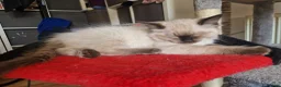 Ragdoll cats for sale: Beautiful Chunky Fluffy Ragdoll kittens in Southend-on-Sea - Advert 8