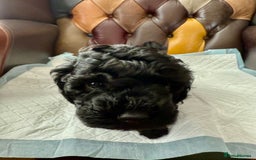 Toy Poodle dogs for sale: Four Beautiful Little Boys “Real Charmer’s “ - Image 2