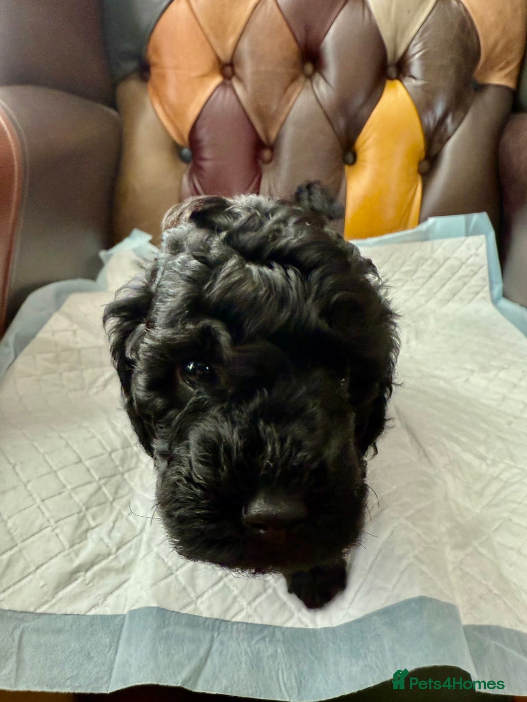 Toy Poodle dogs for sale: Four Beautiful Little Boys “Real Charmer’s “ - Image 2