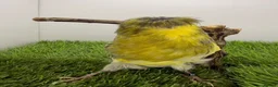Canaries birds for sale: Persian and Lancashire canary’s  - Advert 4