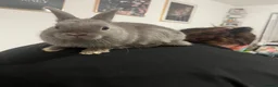 Netherland Dwarf rabbits for sale: Brother and sister bonded Netherland dwarfs - Advert 8
