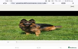 German Shepherd dogs for stud: STUD DOG GERMAN SHEPHERD LONG COAT  in Yeovil - Image 3