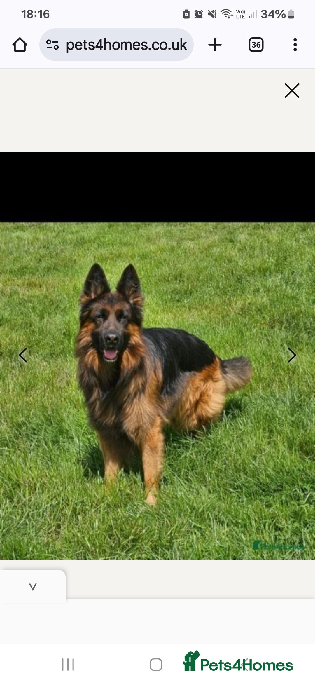 German Shepherd dogs for stud: STUD DOG GERMAN SHEPHERD LONG COAT  in Yeovil - Image 3