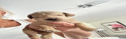 Cockapoo dogs for sale: Beautiful Cockapoo puppies 🐶 5 boys 3 girls - Advert 12