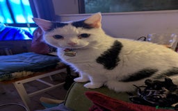 Mixed Breed cats for sale: Lovely lilo  - Image 3