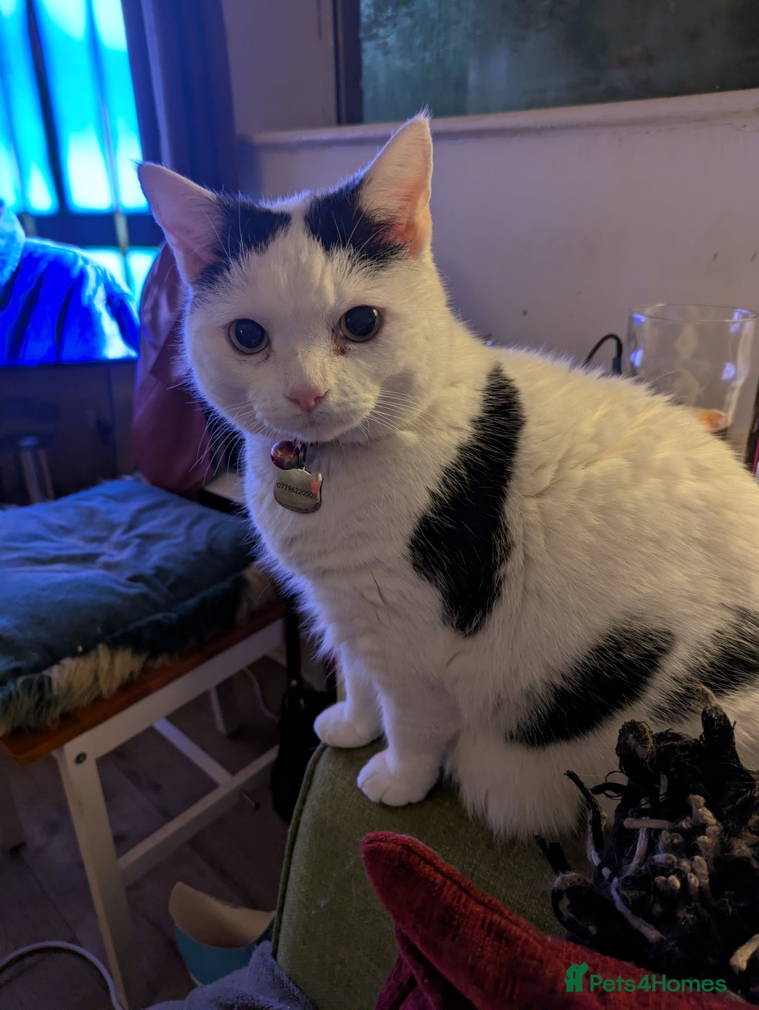 Mixed Breed cats for sale: Lovely lilo  - Image 3