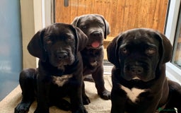 Cane Corso dogs for sale: Champion Lines Cane Corso puppies for sale - Image 2