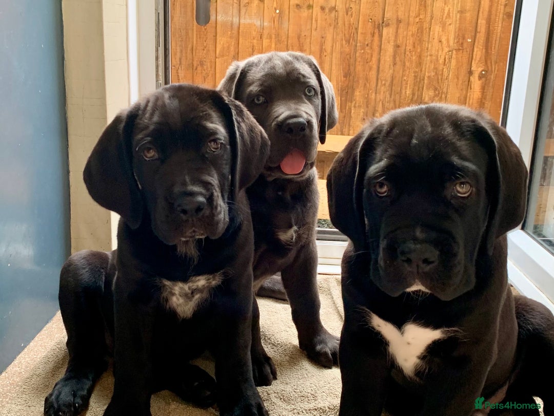 Cane Corso dogs for sale: Champion Lines Cane Corso puppies for sale - Image 2