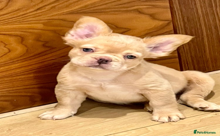 French Bulldog dogs - Advert 2