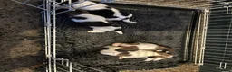 Jack Russell dogs for sale: Jack Russell Terrier Puppies – Purebred Bloodline - Advert 3
