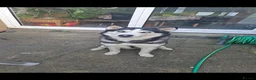 Siberian Husky dogs for stud: Bicolor gorgeous siberian husky for stud - Advert 6