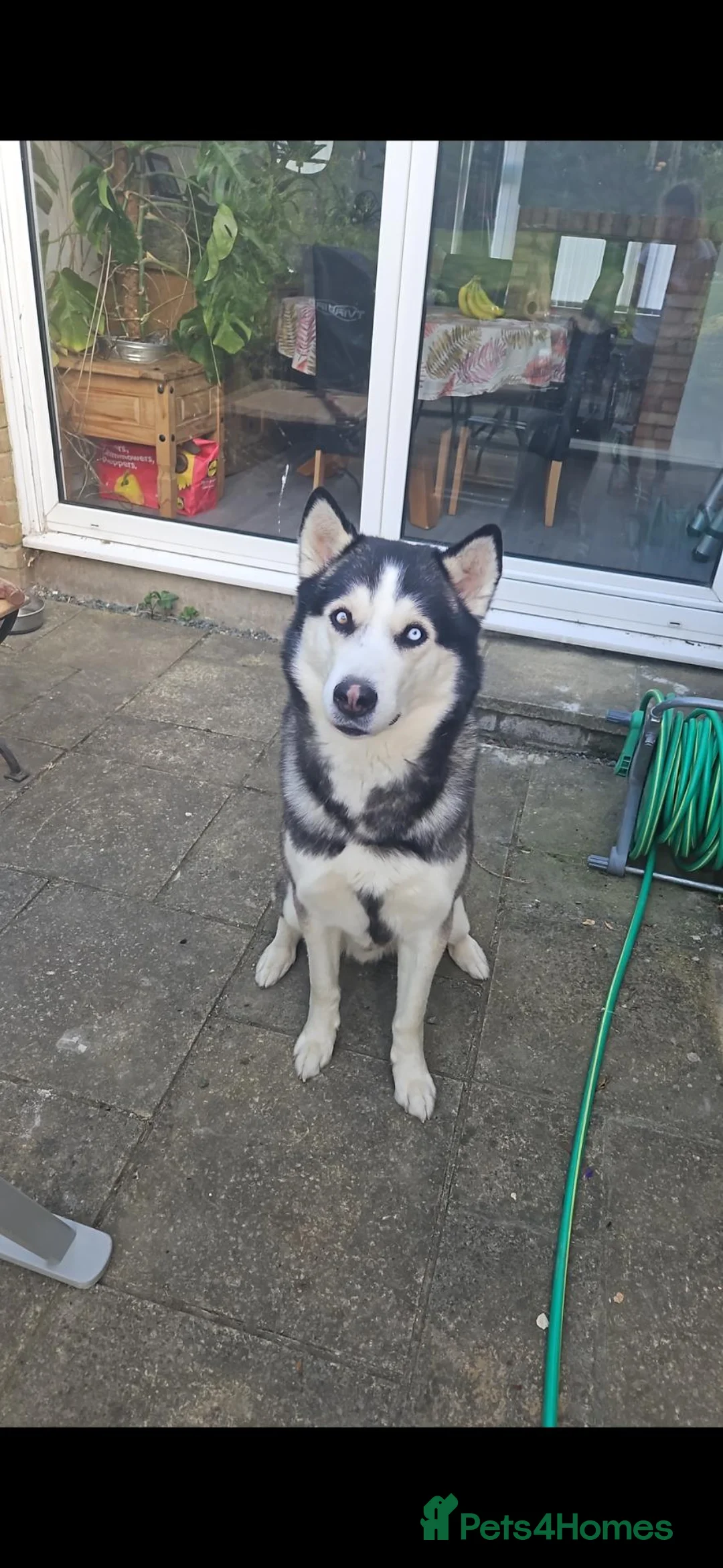 Siberian Husky dogs for stud: Bicolor gorgeous siberian husky for stud - Advert 6