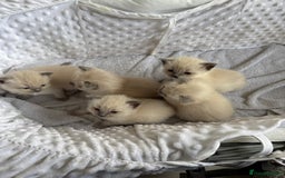 Ragdoll cats for sale: Blue point rag doll kittens - Image 4
