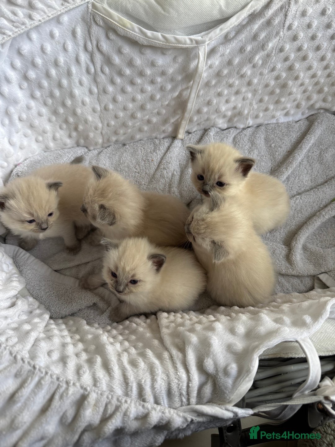 Ragdoll cats for sale: Blue point rag doll kittens - Image 4