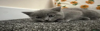 British Shorthair 2
