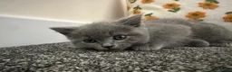 British Shorthair cats for sale: British Short Hair and Ragdoll Mix Kittens - Advert 5