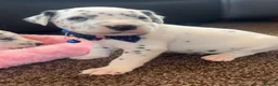 Dalmatian dogs for sale: Beautiful Dalmatian puppies ready to reserve  - Advert 11