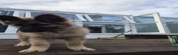 German Shepherd dogs for sale:  Confident & happy GSD looking for her 4ever home - Advert 7
