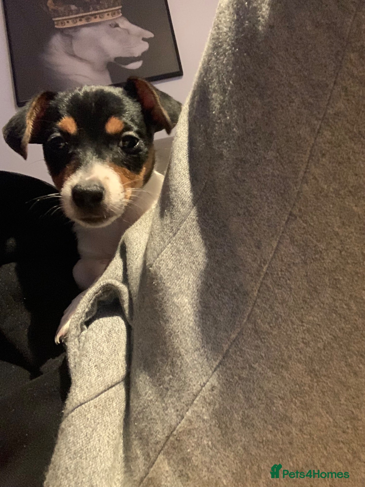Jack Russell dogs for sale: Jack Russel  - Advert 1