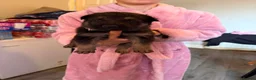 German Shepherd dogs for sale: German shepherd puppies only 4 left  - Advert 11