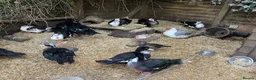 Ducks poultry for sale: Muscovy’s various ages - Advert 7