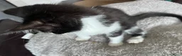 Mixed Breed cats for sale: 5 stunning kittens - Advert 4