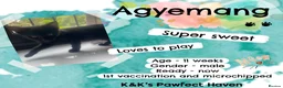 Domestic Shorthair cats for sale: Kittens & cats for adoption  - Advert 21