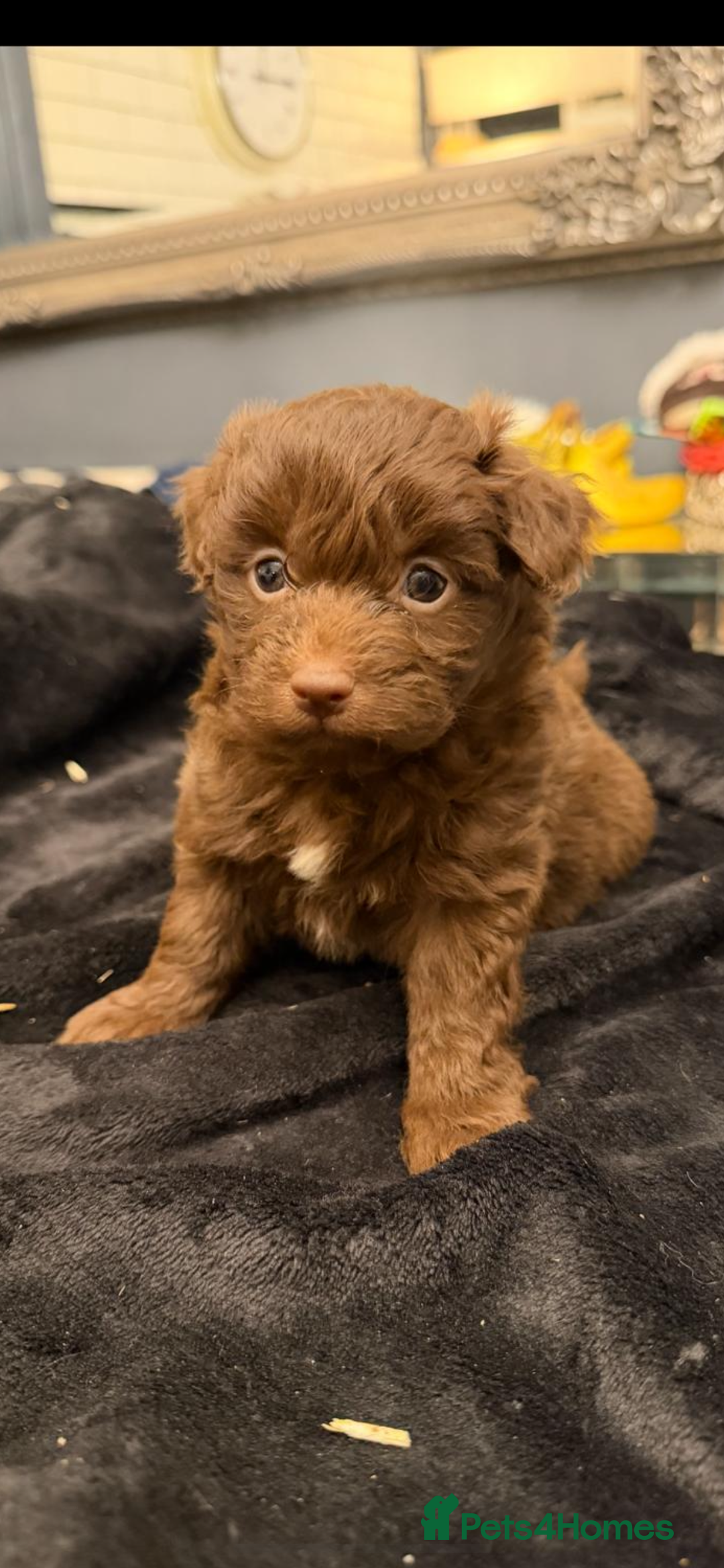 Pomapoo dogs for sale: F1 pomapoo baby’s  - Advert 3