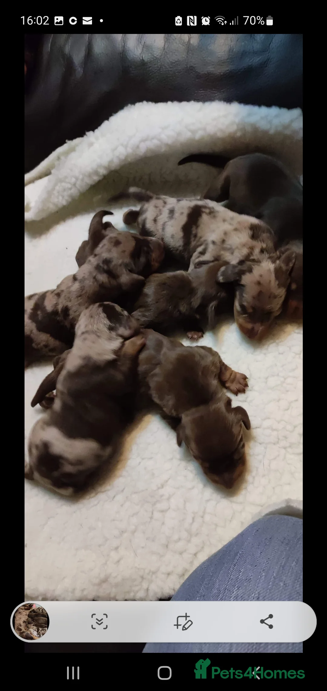 Miniature Dachshund dogs for stud: TINY KC REG HEREDITARY PRA CLEAR PROVEN in Pontefract - Advert 21