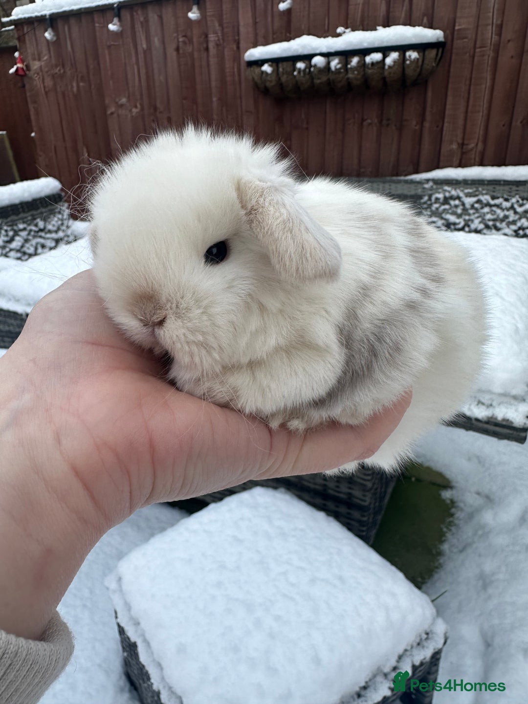 Mini Lop rabbits for sale: Stunning mini lop bunnies ready to reserve  - Advert 9