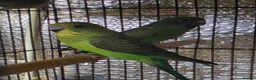 Budgerigars birds for sale: Beautiful bfbw budgies - Advert 6