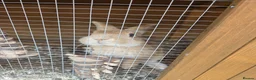 Mixed Breed rabbits for sale: 2 rabbits one white and black one gingerer in Nottingham - Advert 4