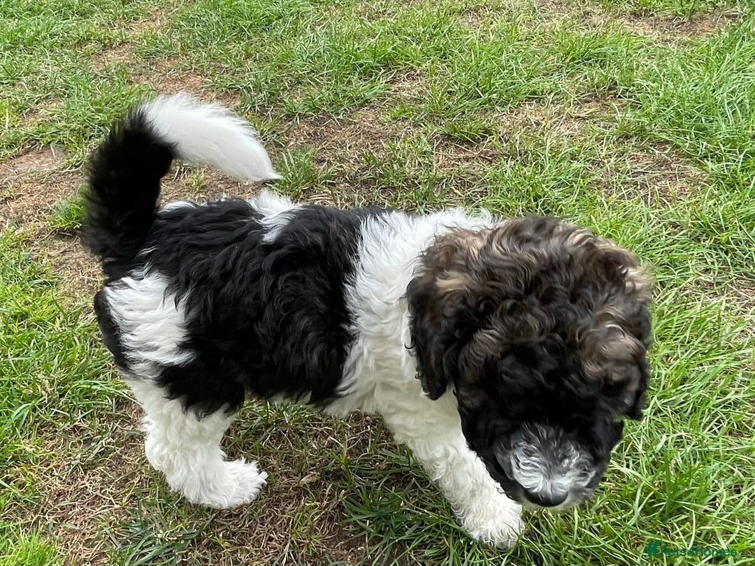 Standard Poodle dogs for sale: Standard Poodle x St Berdoodle  - Image 29