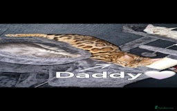 Bengal cats for sale: TICA Genetic & Health Tested Bengal Kittens  - Image 16