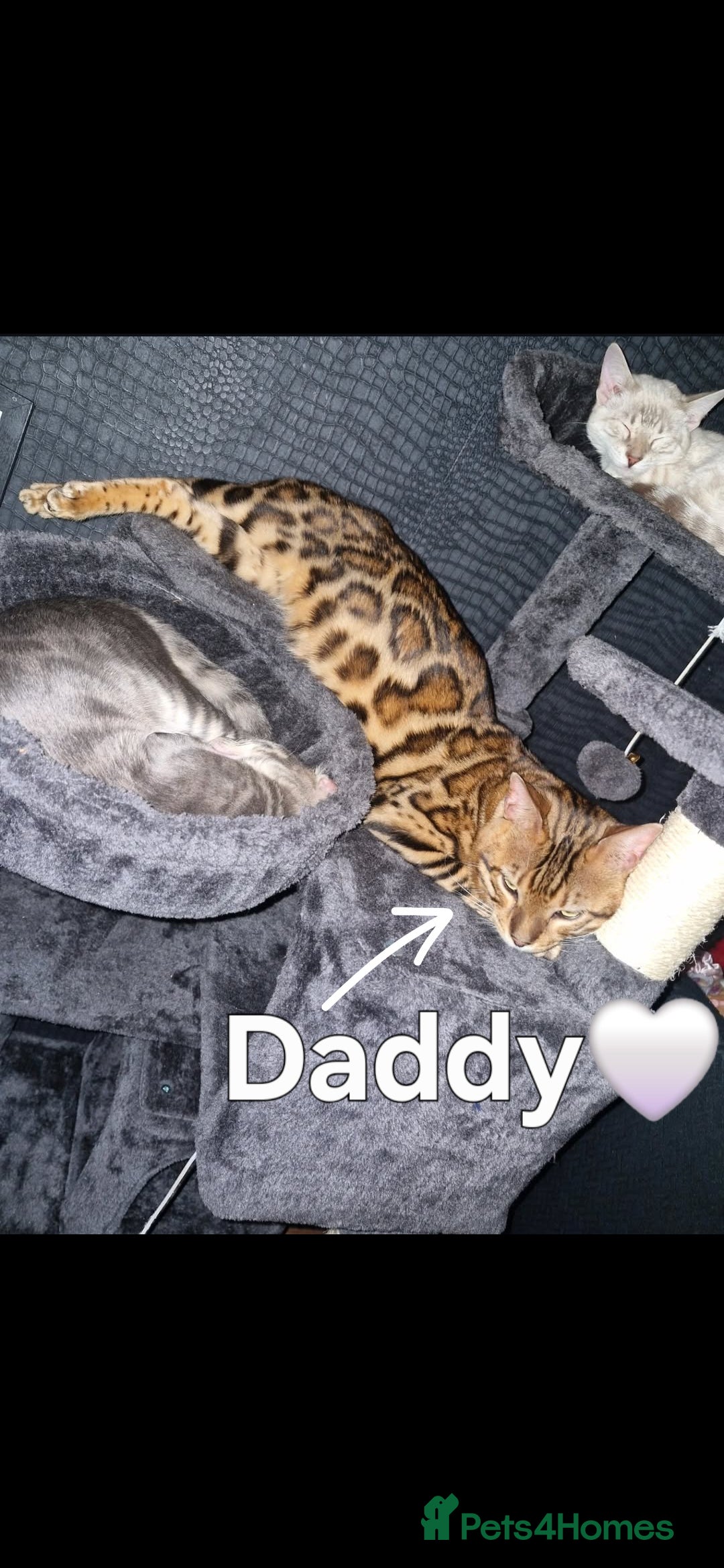 Bengal cats for sale: TICA Genetic & Health Tested Bengal Kittens  - Image 16