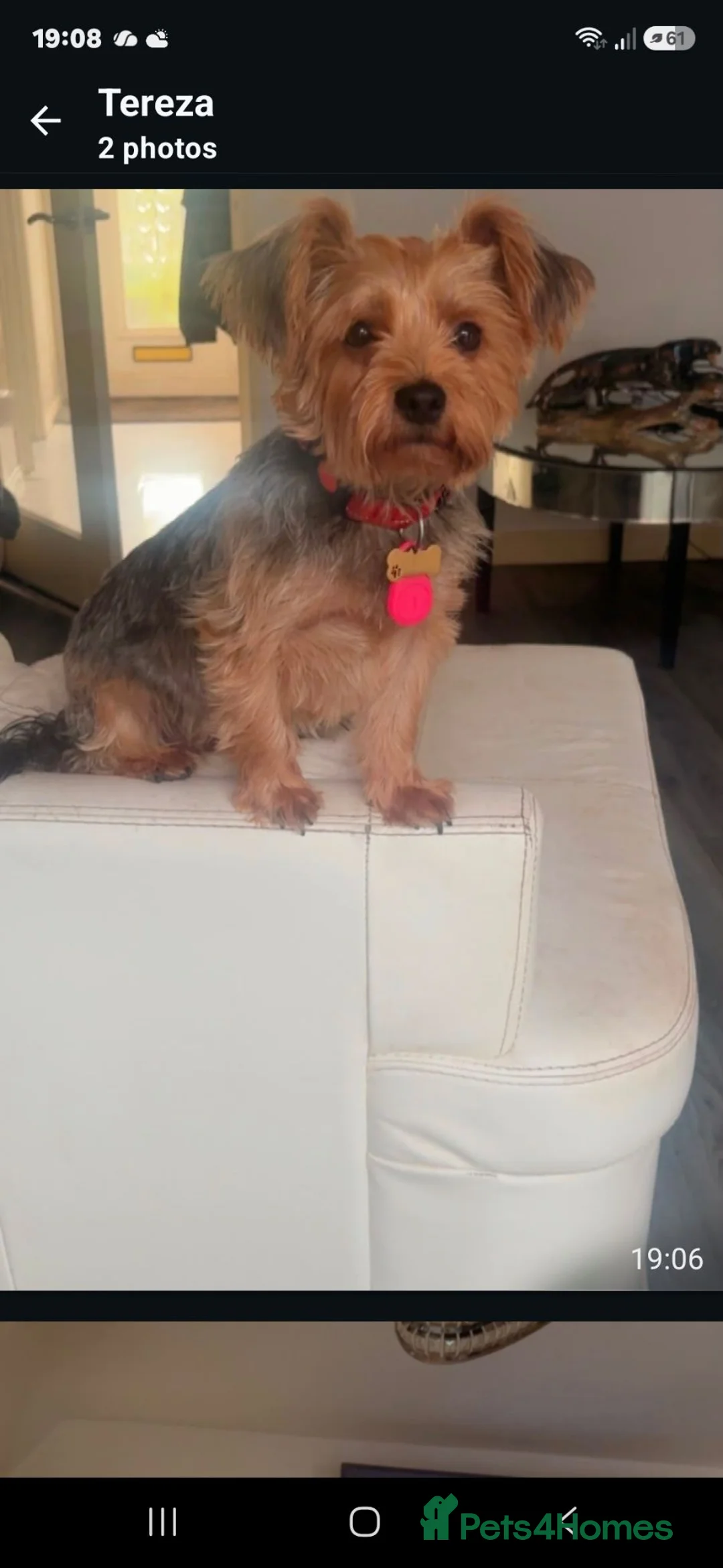 Yorkshire Terrier dogs for sale: Yorkshire terriers - Advert 2