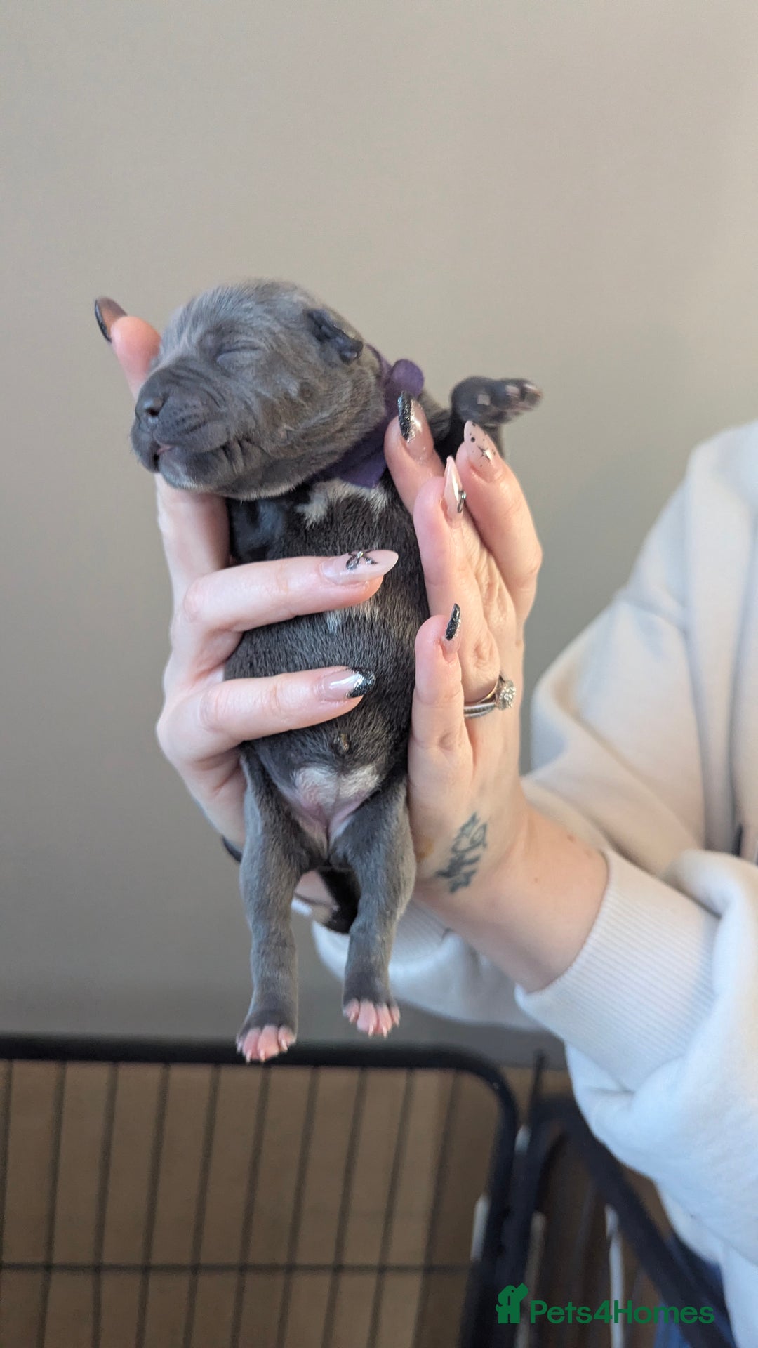 Staffordshire Bull Terrier dogs for sale: Beautiful KC reg Staffordshire bull terriers - Advert 30