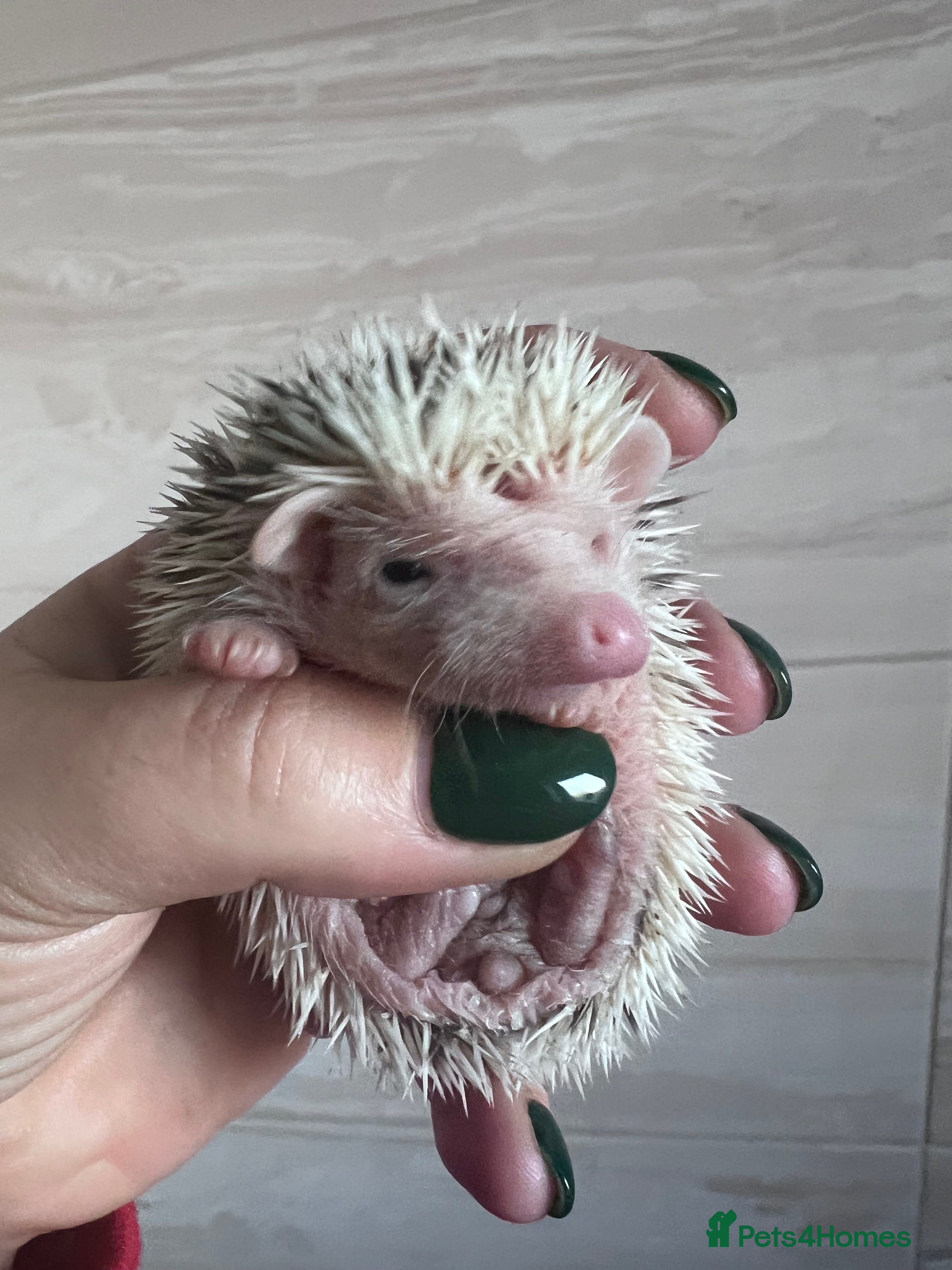 Pygmy Hedgehog rodents African Pygmy hedgehog hoglets  - Advert 1