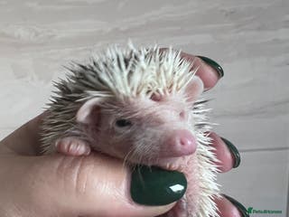 Pygmy Hedgehog rodents African Pygmy hedgehog hoglets - Advert 7