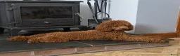 Mini Goldendoodle dogs for sale: LAST BOY Red and white F1b miniature goldendoodle - Advert 12