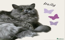 Persian cats for sale: A boy left 💙 - Image 5