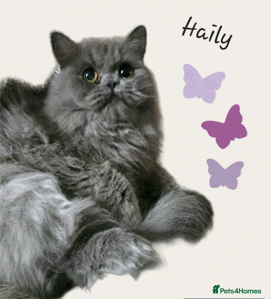 Persian cats for sale: A boy left 💙 - Image 5