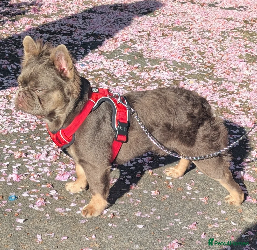 French Bulldog dogs for stud: Skittles, Isabella tan, fluffy, pink carrier in Sheffield - Advert 4