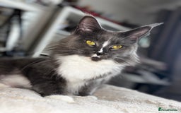 Maine Coon cats for sale: Maine coon mum and daughter for sale - Image 4