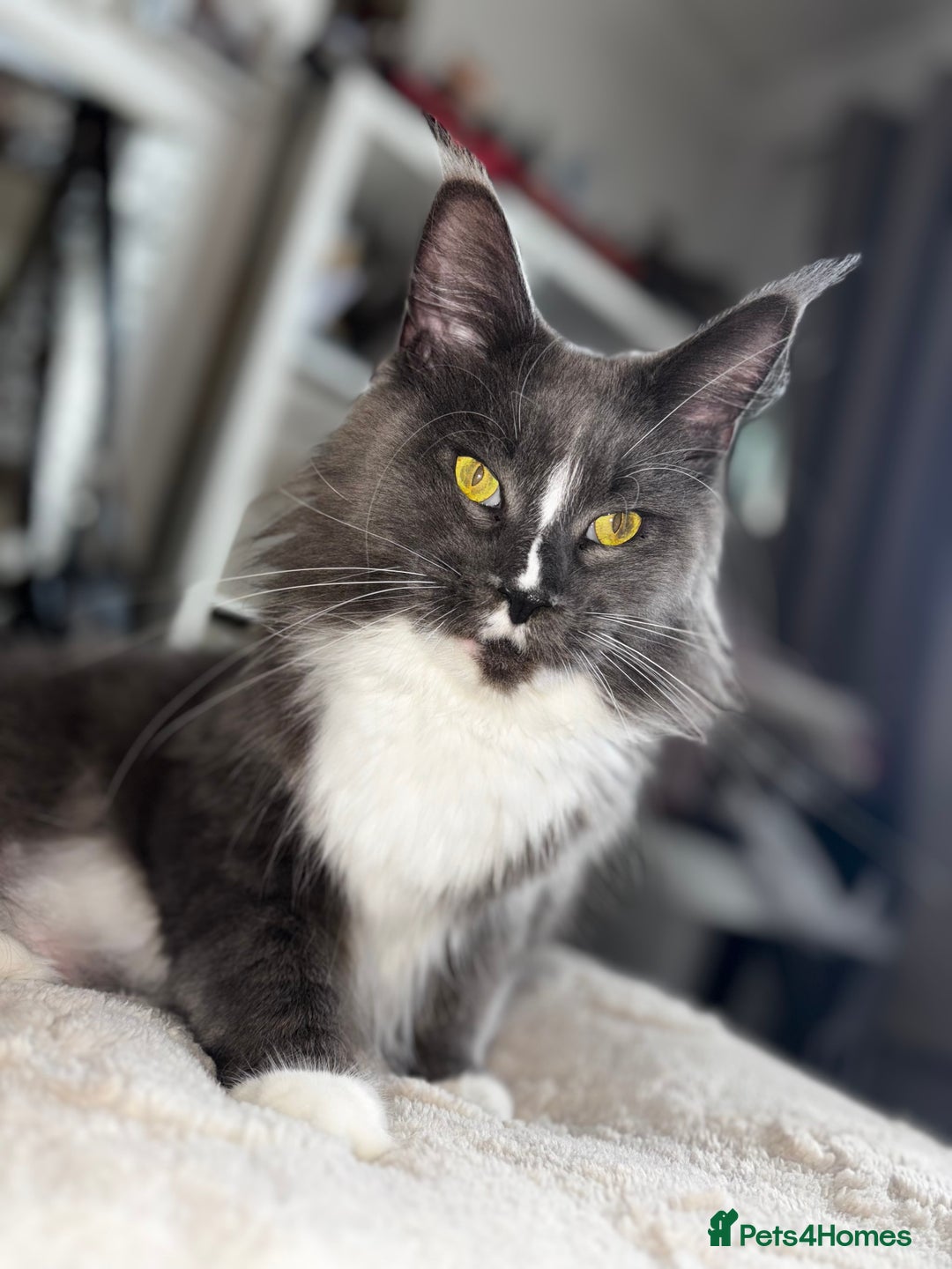 Maine Coon cats for sale: Maine coon mum and daughter for sale - Image 4